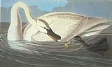 John James Audubon Trumpeter Swan painting